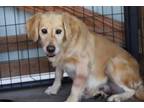 Adopt Sylvia a Golden Retriever
