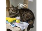 Adopt Lina a Tabby