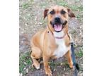 Adopt CERSEI a Pit Bull Terrier, Mixed Breed