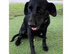 Adopt Onyx a Black Labrador Retriever