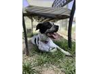 Adopt Tico a Cattle Dog, Australian Shepherd