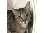 Adopt Bella a Manx, Tabby