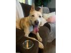 Adopt Foxy a Husky, Shepherd