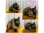 Adopt Ros a Domestic Short Hair