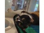 Adopt Zana a Domestic Short Hair