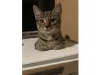 Adopt Colby and Toby a Tiger Striped Domestic Shorthair (short coat) cat in