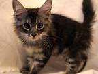 Kitten 5