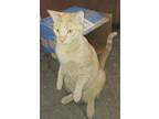 Adopt Mango a Orange or Red Tabby Domestic Shorthair / Mixed (short coat) cat in