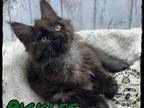 Purebred Polydactyl Male Maine Coon Kittens
