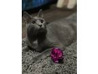 Adopt Zuul Silver a Gray or Blue (Mostly) Russian Blue cat in Mount Laurel