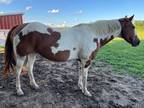 Flashy Registered Tobiano Paint For Sale