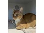 Adopt Dream a Domestic Medium Hair