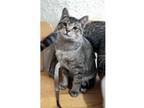 Adopt Cornelia a Domestic Short Hair, Tabby