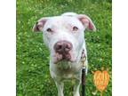 Adopt Lola a Pit Bull Terrier, Mixed Breed