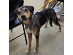 Adopt Safira a Catahoula Leopard Dog