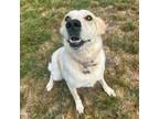 Adopt Chili a Cattle Dog