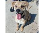 Adopt Ella a Mixed Breed
