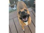 Adopt Nala a Mountain Cur, Carolina Dog