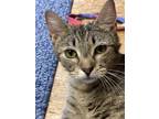 Adopt Noodles a Domestic Short Hair