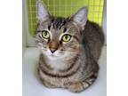 Adopt Cindy a Domestic Short Hair, Tabby