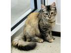 Adopt Wren a Domestic Medium Hair