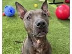 Adopt LUNA a American Staffordshire Terrier, Mixed Breed