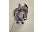 Adopt Monalisa a Pit Bull Terrier, Mixed Breed