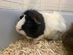 Adopt Oreo a Guinea Pig