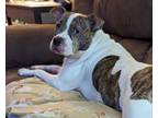 Adopt Penelope **Courtesy Listing** a Pit Bull Terrier