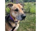 Adopt Brandi a Shepherd