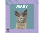 Adopt Mary a Domestic Short Hair