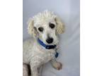 Adopt Bubbles a Miniature Poodle