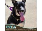 Adopt Athena a Husky, Australian Kelpie