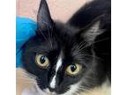Adopt PAM a Domestic Short Hair