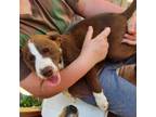 Adopt Syla a Staffordshire Bull Terrier, Mixed Breed