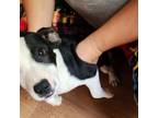 Adopt Eclipse a Staffordshire Bull Terrier, Mixed Breed