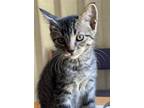 Adopt Riley a Domestic Short Hair, American Shorthair