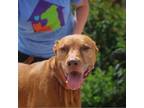 Adopt Olivia a Rhodesian Ridgeback, Mixed Breed