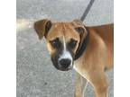Adopt Luna a Boxer, Black Mouth Cur
