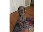 Adopt Kimber (aka JuneBug) a Weimaraner