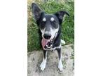 Adopt JETTY a Siberian Husky, Mixed Breed