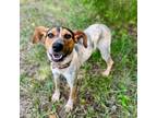 Adopt Muffin a Beagle, Bluetick Coonhound