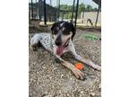 Adopt Momo a Bluetick Coonhound, Mixed Breed
