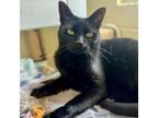 Adopt Suki FKA Firecracker a Domestic Short Hair