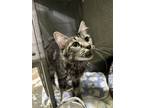 Adopt Cora a Domestic Long Hair, Domestic Short Hair