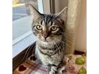 Adopt Strudel a Domestic Short Hair