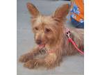 Adopt Italy a Silky Terrier, Mixed Breed