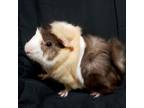 Adopt Amy - Bonded with Abby a Guinea Pig