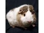 Adopt Ada a Guinea Pig