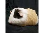 Adopt Abby - Bonded with Amy a Guinea Pig